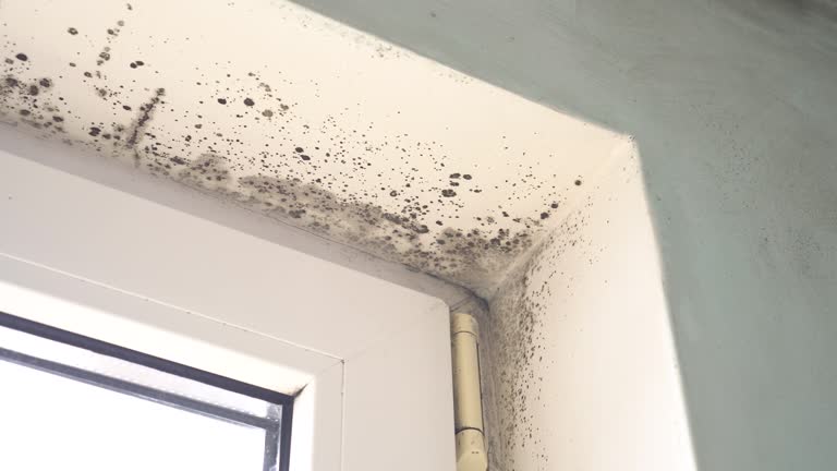 Best Emergency Mold Remediation  in Streator, IL